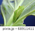 モンシロチョウの蛹 68911411