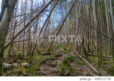 縞枯山山頂付近の登山道（八ヶ岳） 68911756