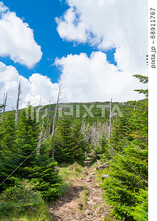 茶臼山から縞枯山への登山道(八ヶ岳) 茶臼山から縞枯山への登山道(八ヶ岳) 68911767
