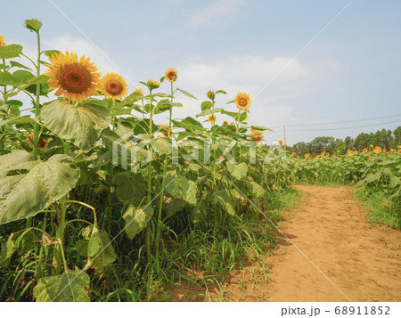 千葉 成田ゆめ牧場の向日葵 ひまわりの写真素材