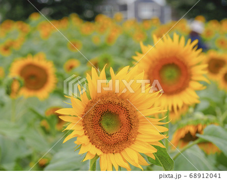 【東京】ひまわりガーデン武蔵村山 向日葵 68912041