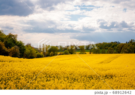 Beautiful field of yellow rape and green trees. 68912642