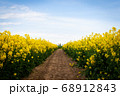 Beautiful field of yellow rape. 68912843