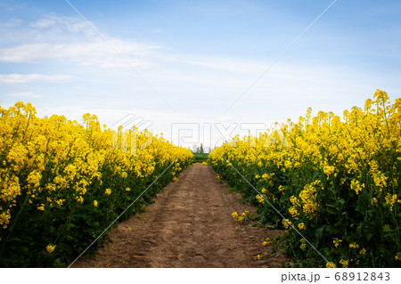 Beautiful field of yellow rape. 68912843