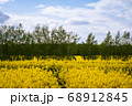 Beautiful field of yellow rape and forest. 68912845