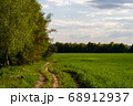 Beautiful field of young green wheat and forest 68912937