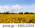 Beautiful field of yellow rape and trees. 68912939