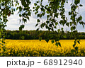 Beautiful field of yellow rape and green trees. 68912940