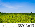 Beautiful bright landscape of green wheat field  68913013