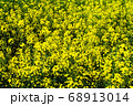 A closeup photo of a rapeseed flower. 68913014