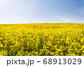 Beautiful field of yellow rape on sky background 68913029