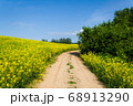 Beautiful image of centered country road with tree 68913290