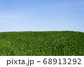 Beautiful bright landscape of green wheat field  68913292