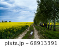 Fields of yellow rapeseed and green birch trees 68913391