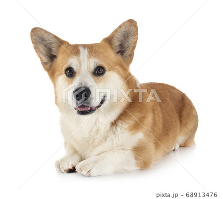 Pembroke Welsh Corgi 68913476