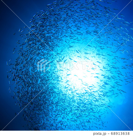 太陽の周りで遊ぶ魚たち 68913638