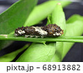 アゲハチョウの幼虫（体長20ミリ） 68913882