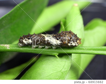 アゲハチョウの幼虫（体長20ミリ） 68913882