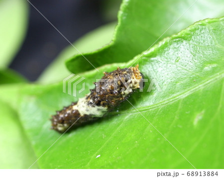アゲハチョウの幼虫(体長20ミリ) アゲハチョウの幼虫(体長20ミリ) 68913884