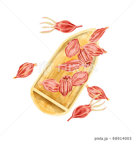 山梔子（サンシシ）漢方薬の生薬水彩イラスト 68914003