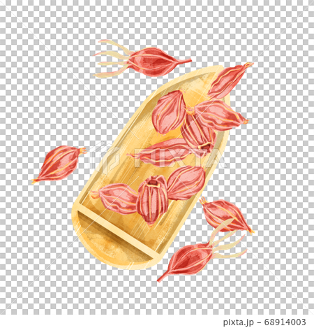 山梔子（サンシシ）漢方薬の生薬水彩イラスト 68914003