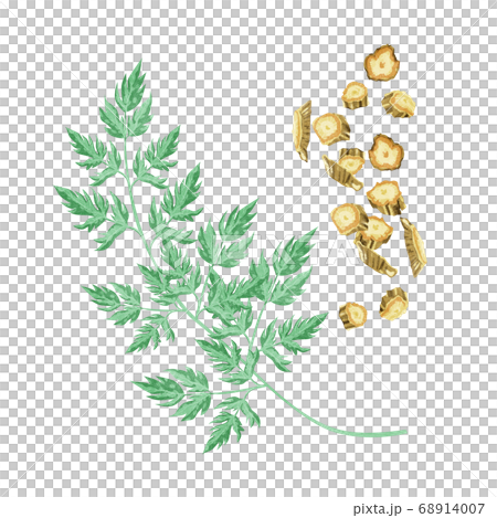 Bofu medicine herbal medicine watercolor illustration 68914007