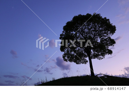 大高緑地公園にある、1本の木〈愛知県名古屋市〉 大高緑地公園にある、1本の木〈愛知県名古屋市〉 68914147