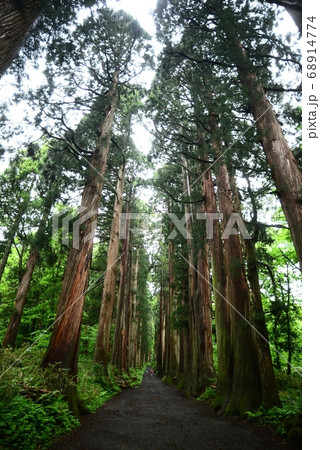 杉並木 杉並木 68914774