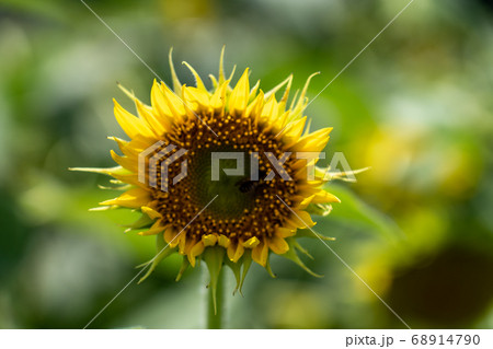アスピア玉城のひまわり 68914790