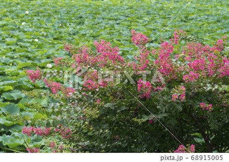 夏 花 サルスベリ 68915005