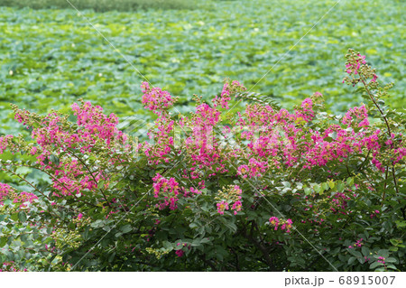 夏 花 サルスベリ 68915007