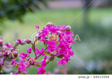 夏 花 サルスベリ 68915008