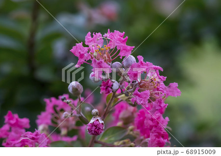 花 サルスベリ 自然 68915009