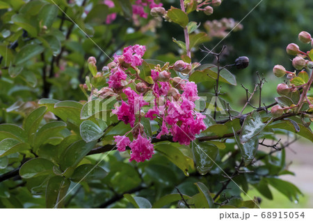 花 サルスベリ 自然 68915054