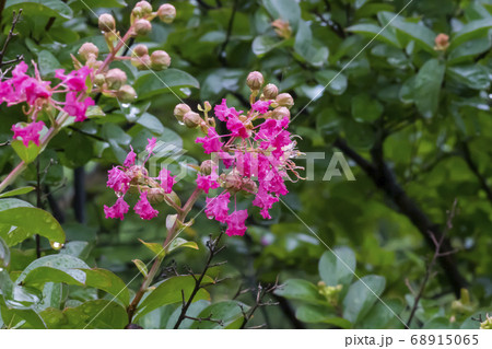 夏 花 サルスベリ 68915065