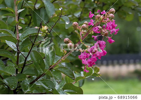 韓国 夏 花 68915066