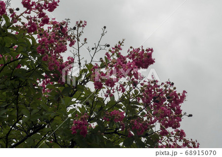 夏 花 サルスベリ 68915070