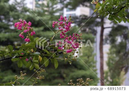 夏 花 サルスベリ 68915073