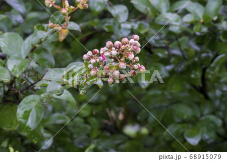 夏 サルスベリ 自然 68915079