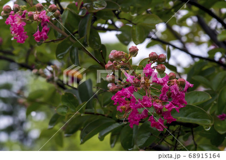 夏 花 サルスベリ 68915164