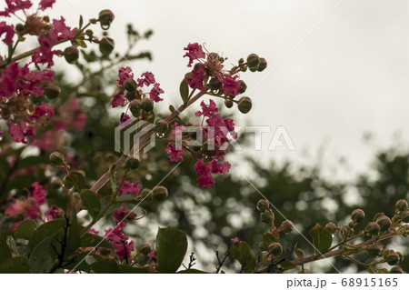 花 サルスベリ 自然 68915165