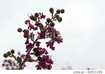 花 サルスベリ 自然 68915166