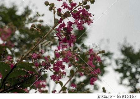 花 サルスベリ 自然 68915167