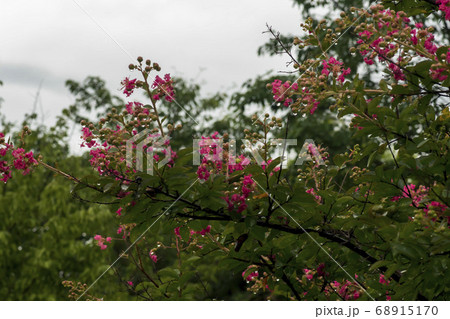 夏 花 サルスベリ 68915170