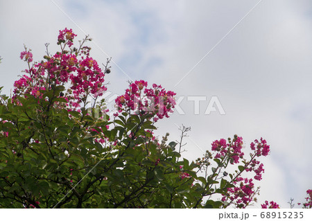 夏 花 サルスベリ 68915235