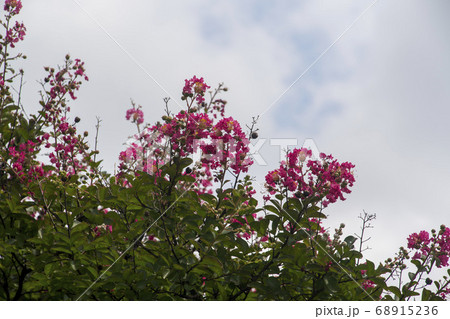 夏 花 サルスベリ 68915236