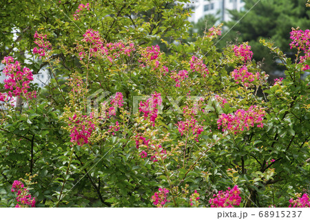 夏 花 サルスベリ 68915237
