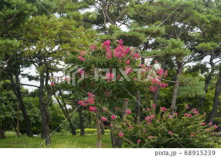 韓国 夏 花 68915239