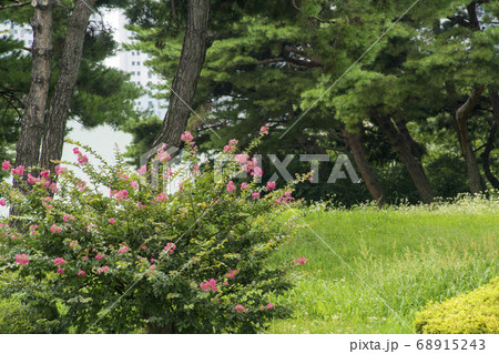 韓国 夏 花 68915243