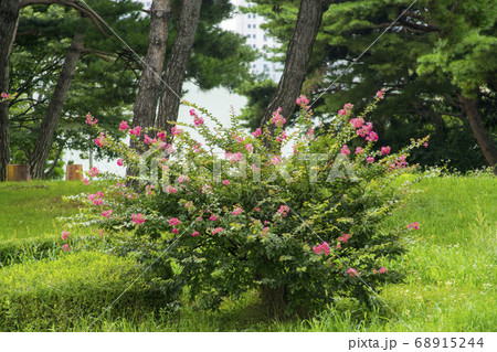 韓国 夏 花 68915244